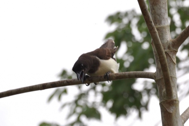 avistamiento de aves